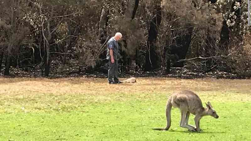 Del horror a la esperanza en el campo de exterminio de canguros heridos de muerte por incendios forestales