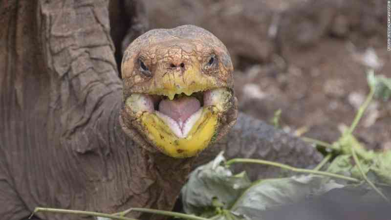 Esta tortuga tuvo tanto sexo que salvó a toda su especie; ahora se va a casa