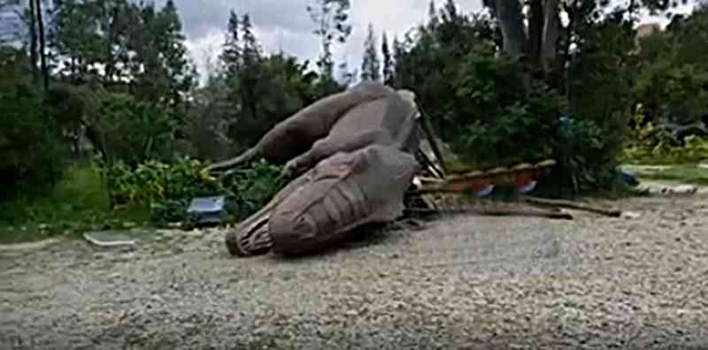 Dinosaurio robótico cayo sobre una niña