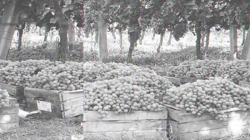 Caen precios, productores de uva buscan nuevos mercados