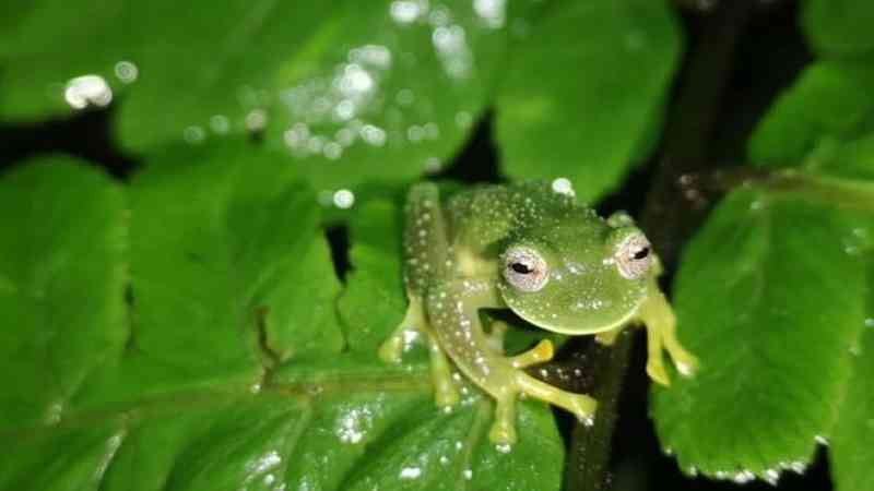 Las raras ranas de cristal vistas en Bolivia por primera vez en 18 años